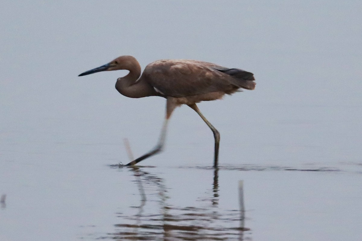 Reddish Egret - ML365995441