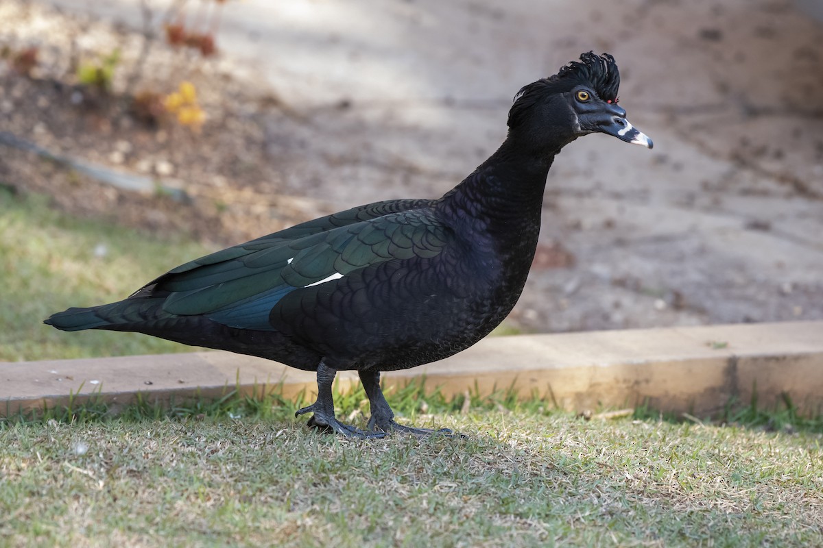 Muscovy Duck - ML365998481