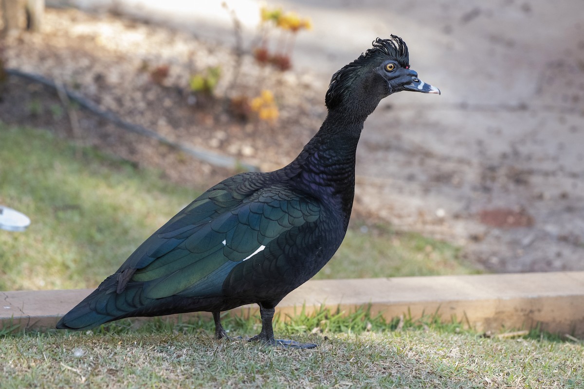 Muscovy Duck - ML365998501