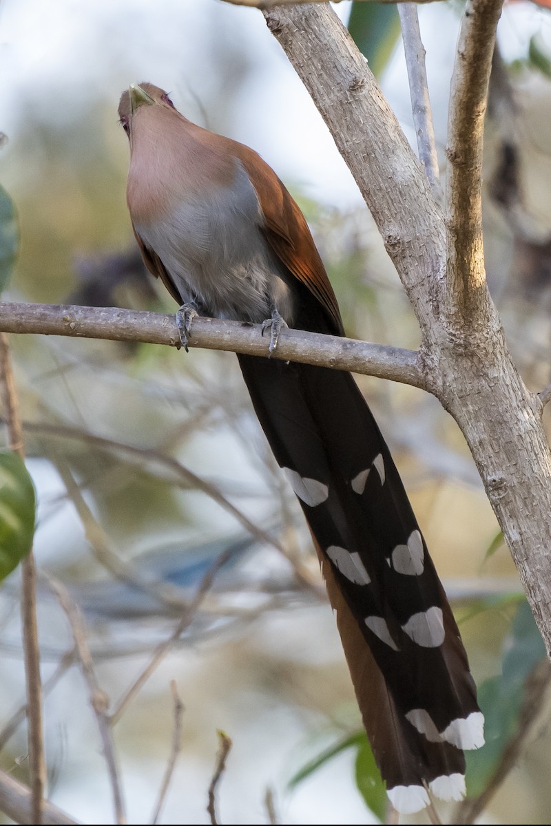 Cuco Ardilla Común - ML365998681