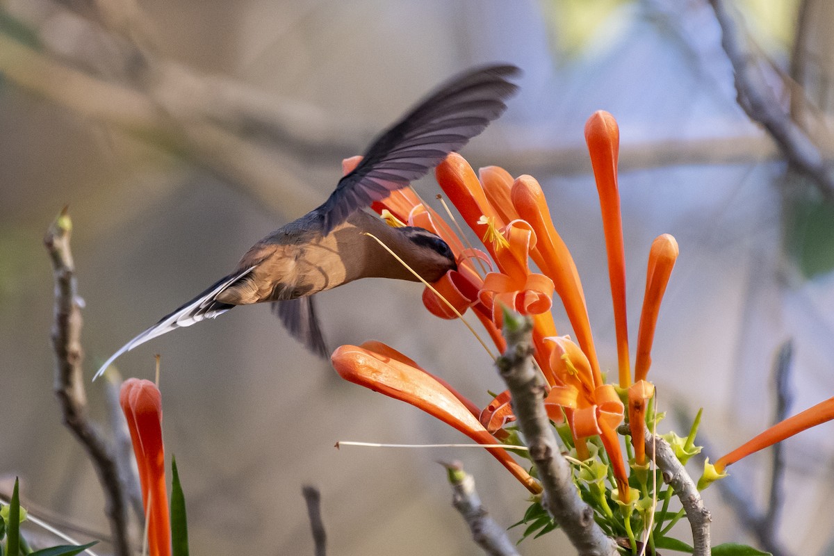 Planalto Hermit - Luiz Carlos Ramassotti