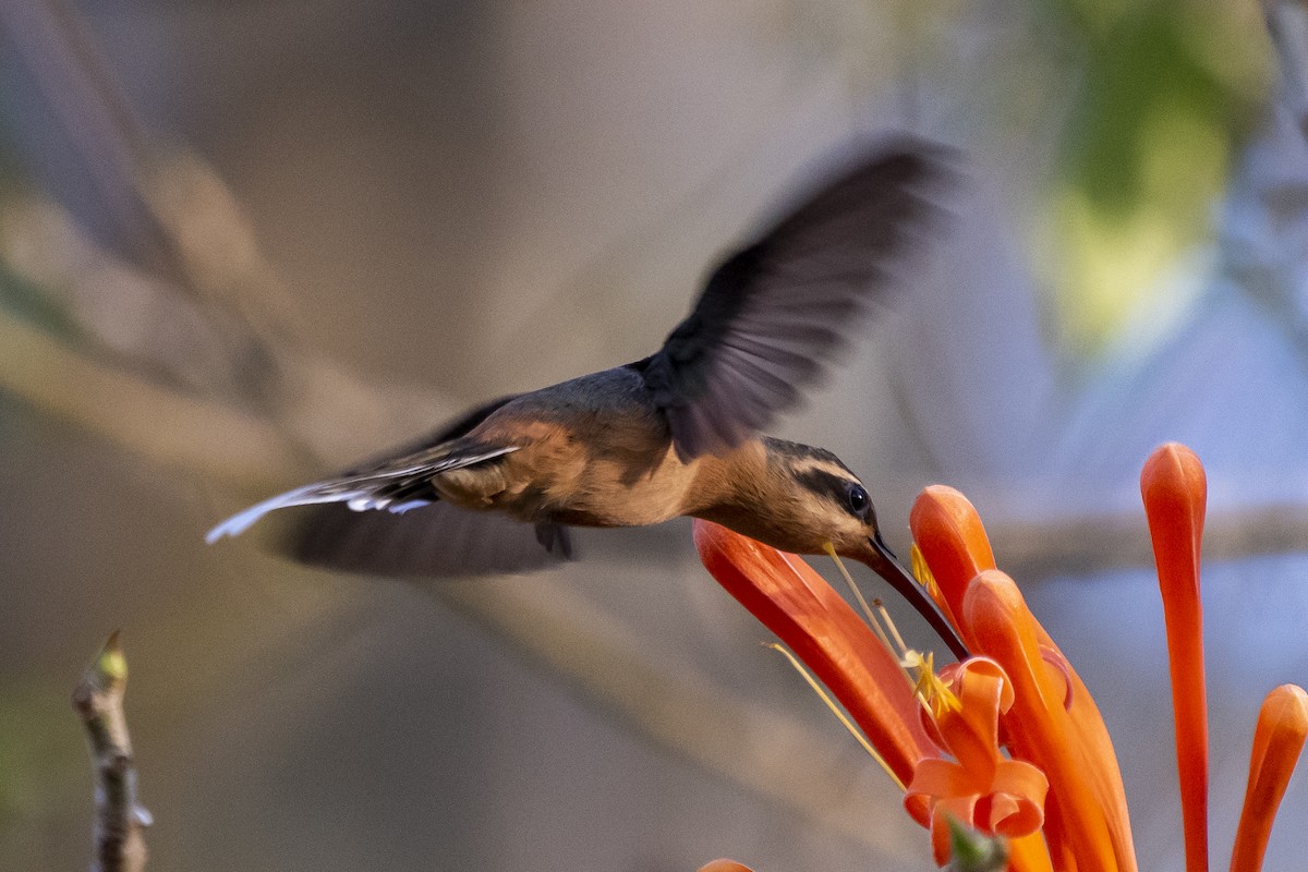 Planalto Hermit - ML365998731