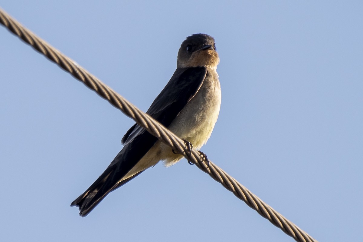 Southern Rough-winged Swallow - Luiz Carlos Ramassotti