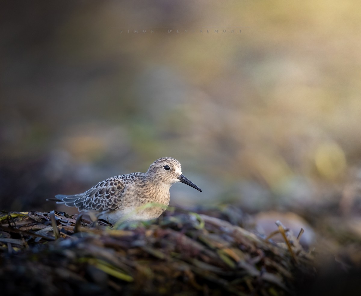 Baird's Sandpiper - ML366000381