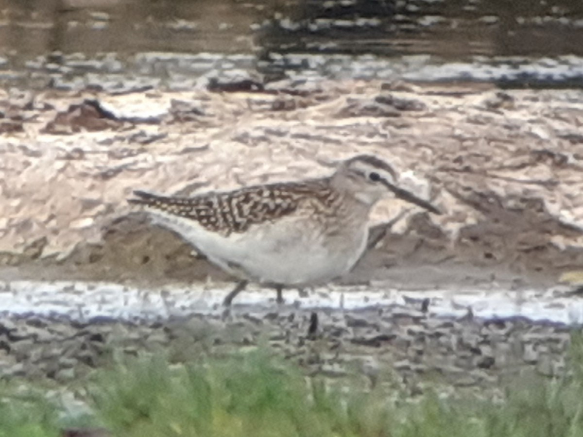 Wood Sandpiper - Dermot Breen