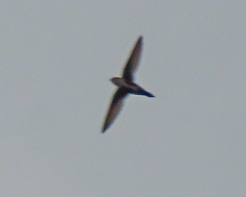 White-throated Swift - ML366004621