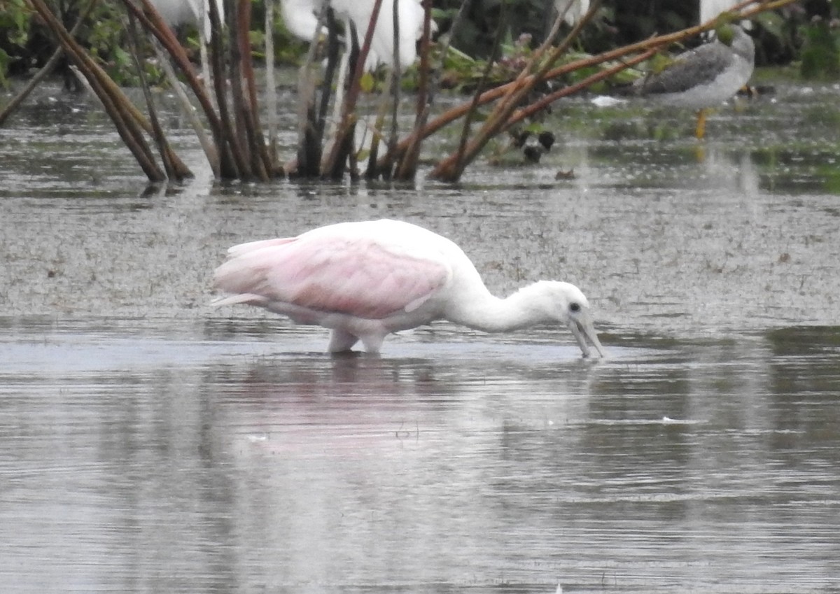 Roseate Spoonbill - ML366005921