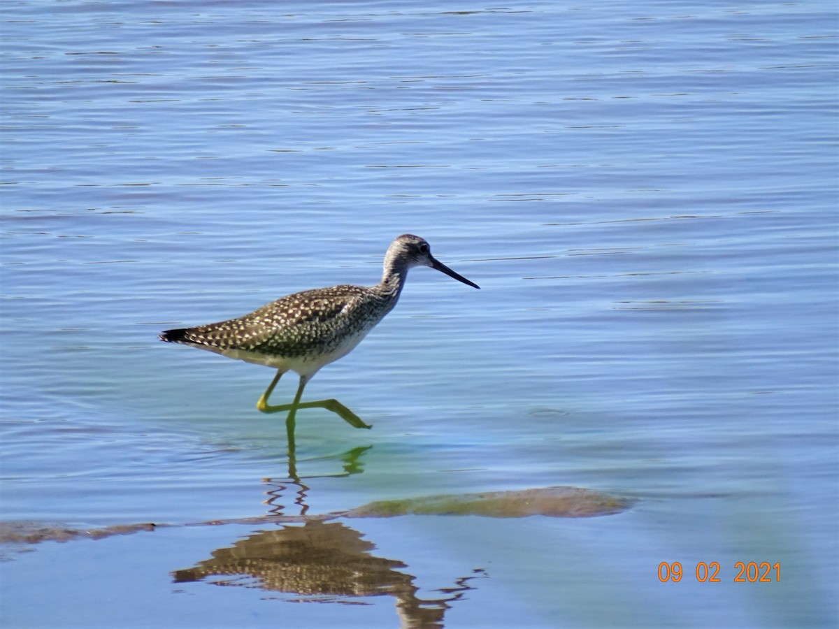 Greater Yellowlegs - Pat and Mike Hilliard Ruscigno