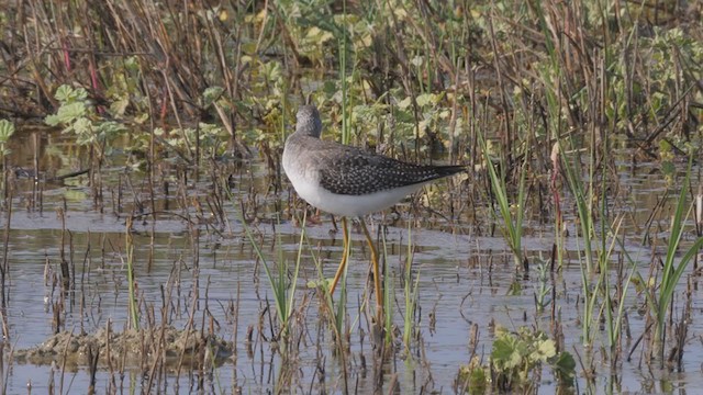 Lesser Yellowlegs - ML366006841