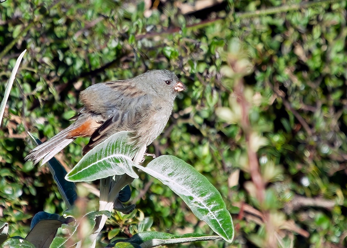 Plain-colored Seedeater - ML366008411