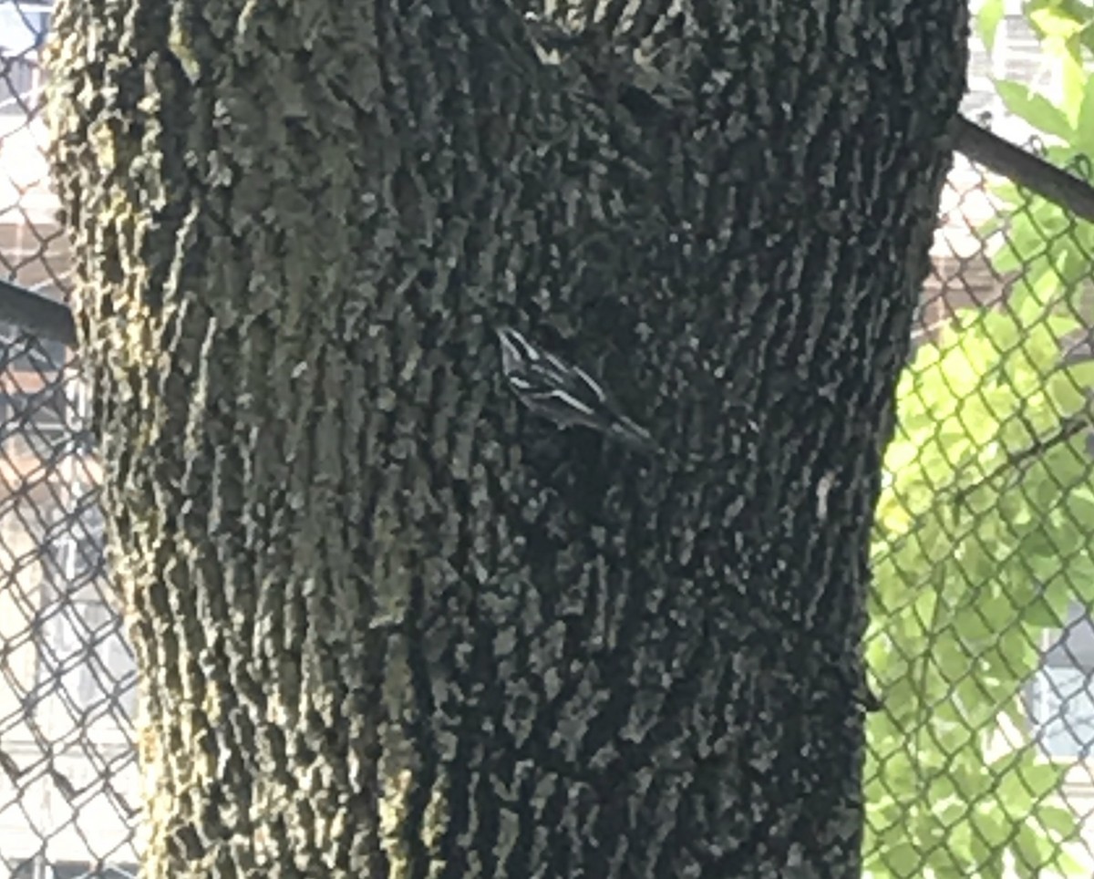 Black-and-white Warbler - ML36600861