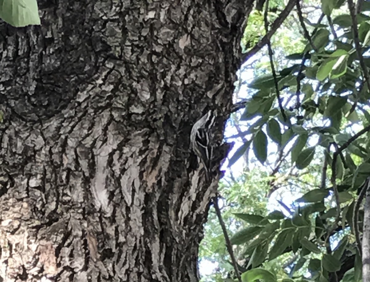 Black-and-white Warbler - ML36600871