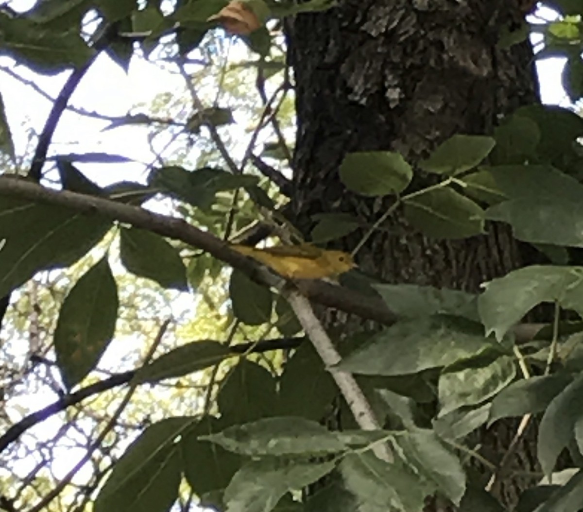 Yellow Warbler - ML36600901