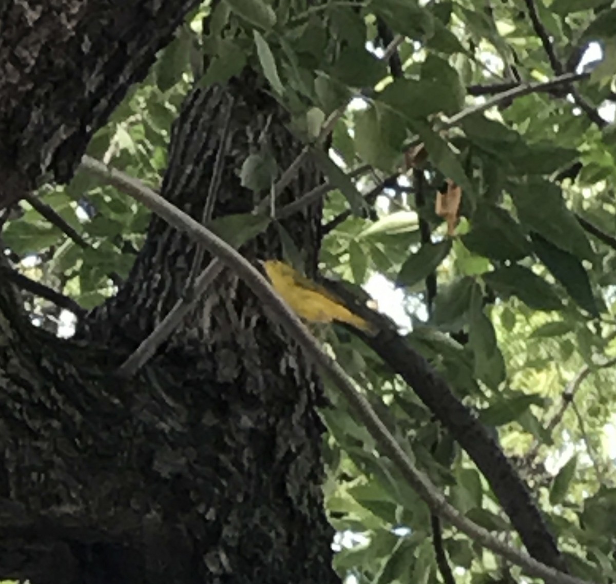 Yellow Warbler - ML36600911