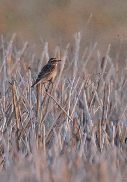 Whinchat - ML366009661
