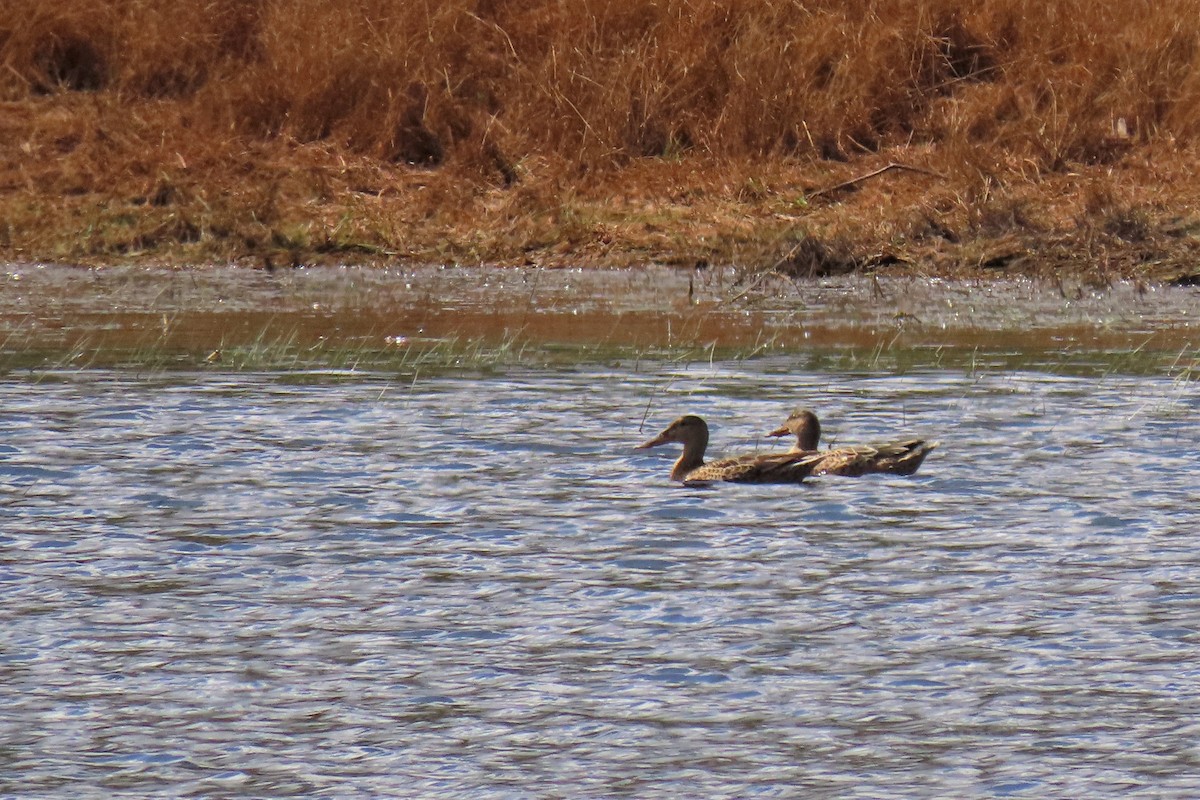 Northern Shoveler - ML366009681