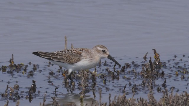 Western Sandpiper - ML366010191