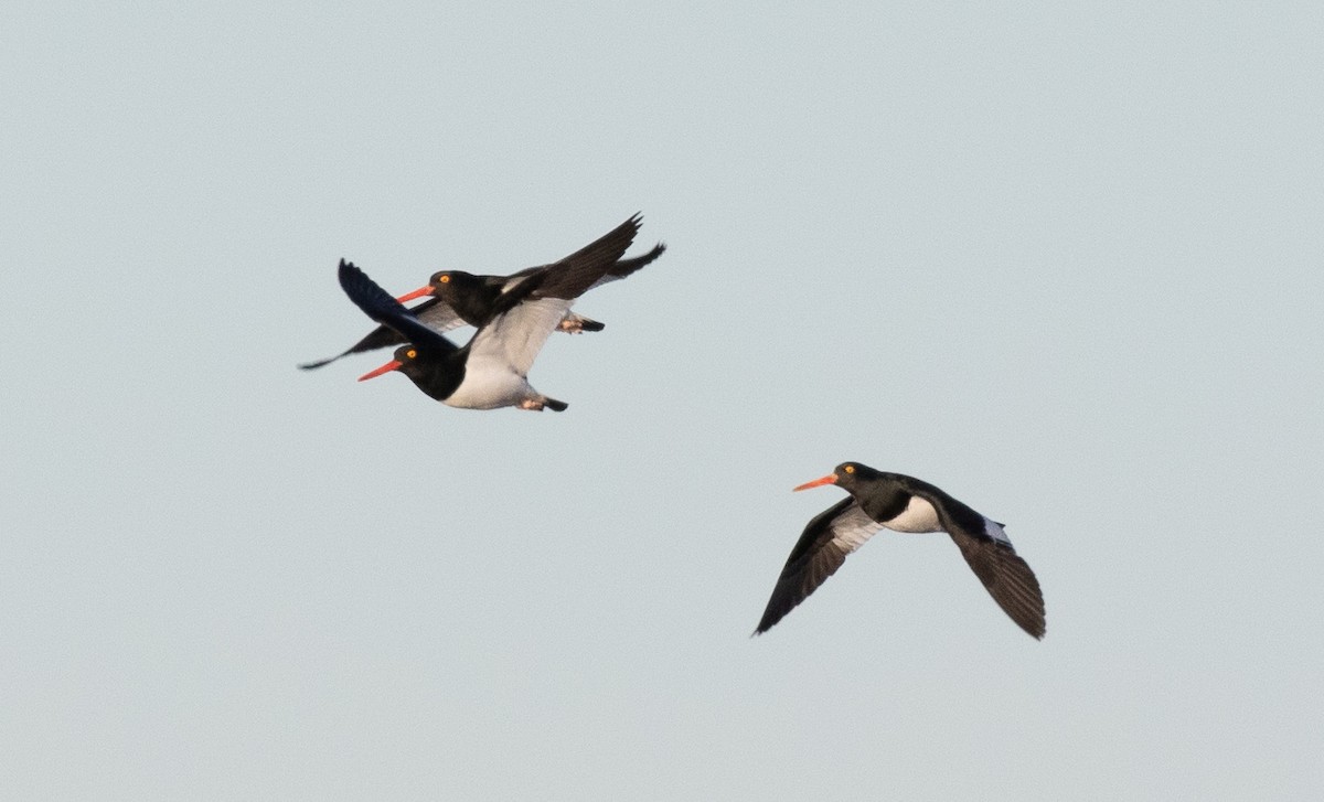 Magellanic Oystercatcher - ML366011871