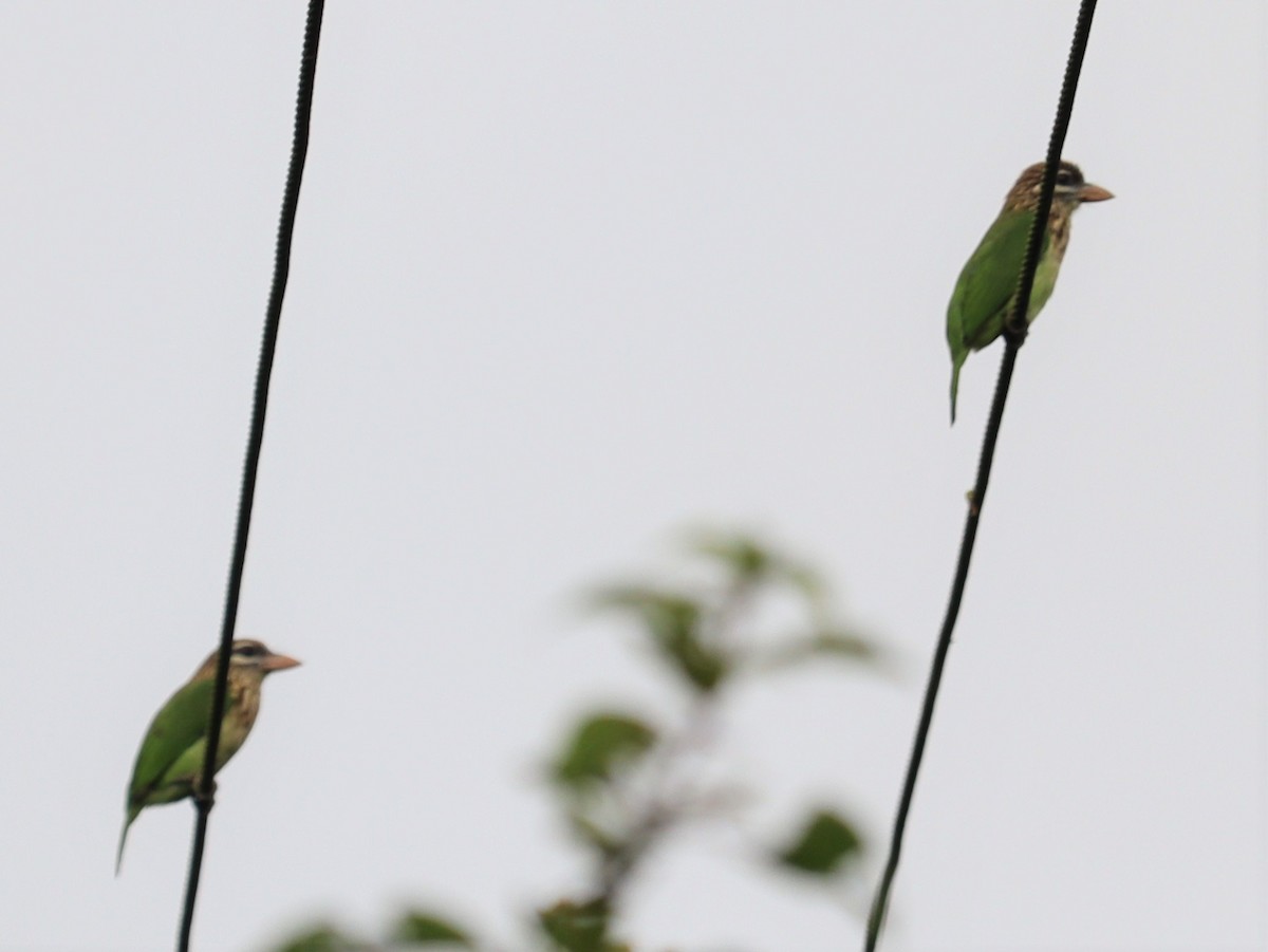 White-cheeked Barbet - ML366013751