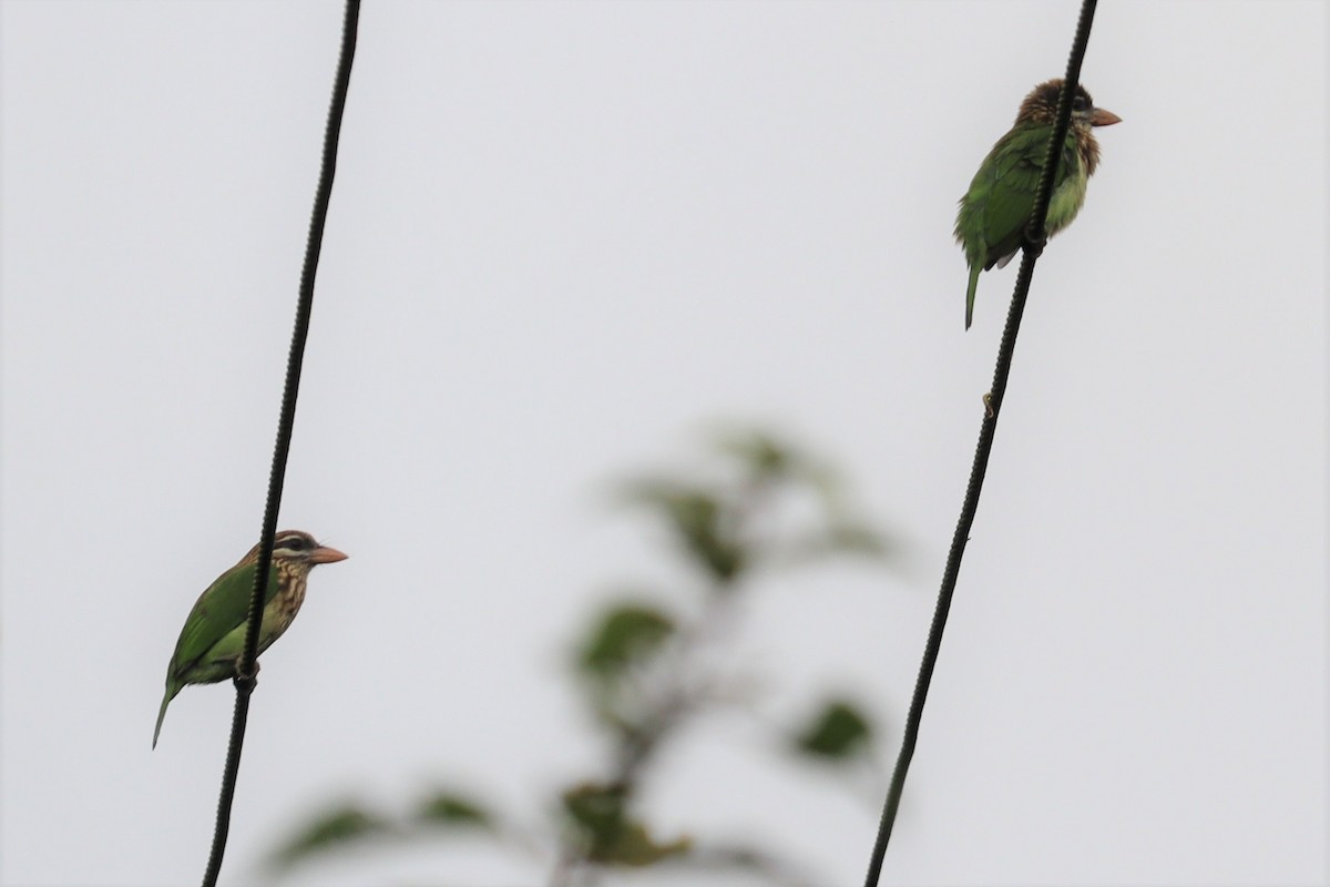 White-cheeked Barbet - ML366013771