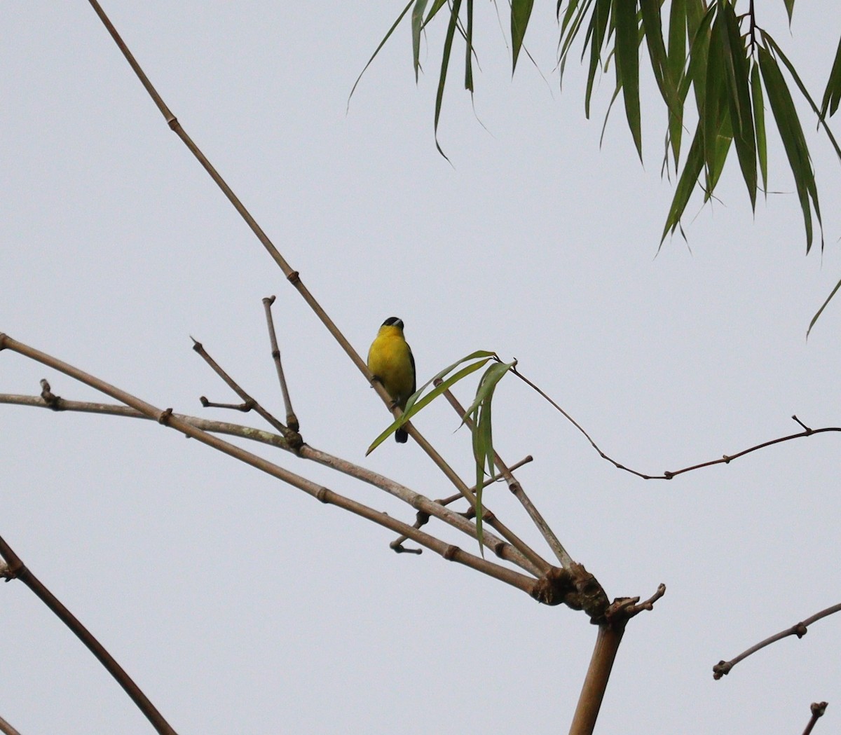 Common Iora - ML366013921