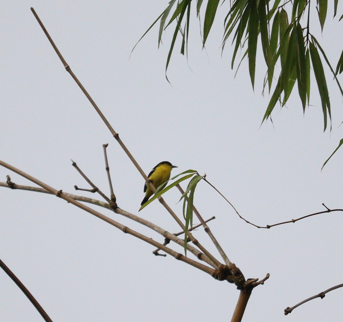 Common Iora - ML366013941