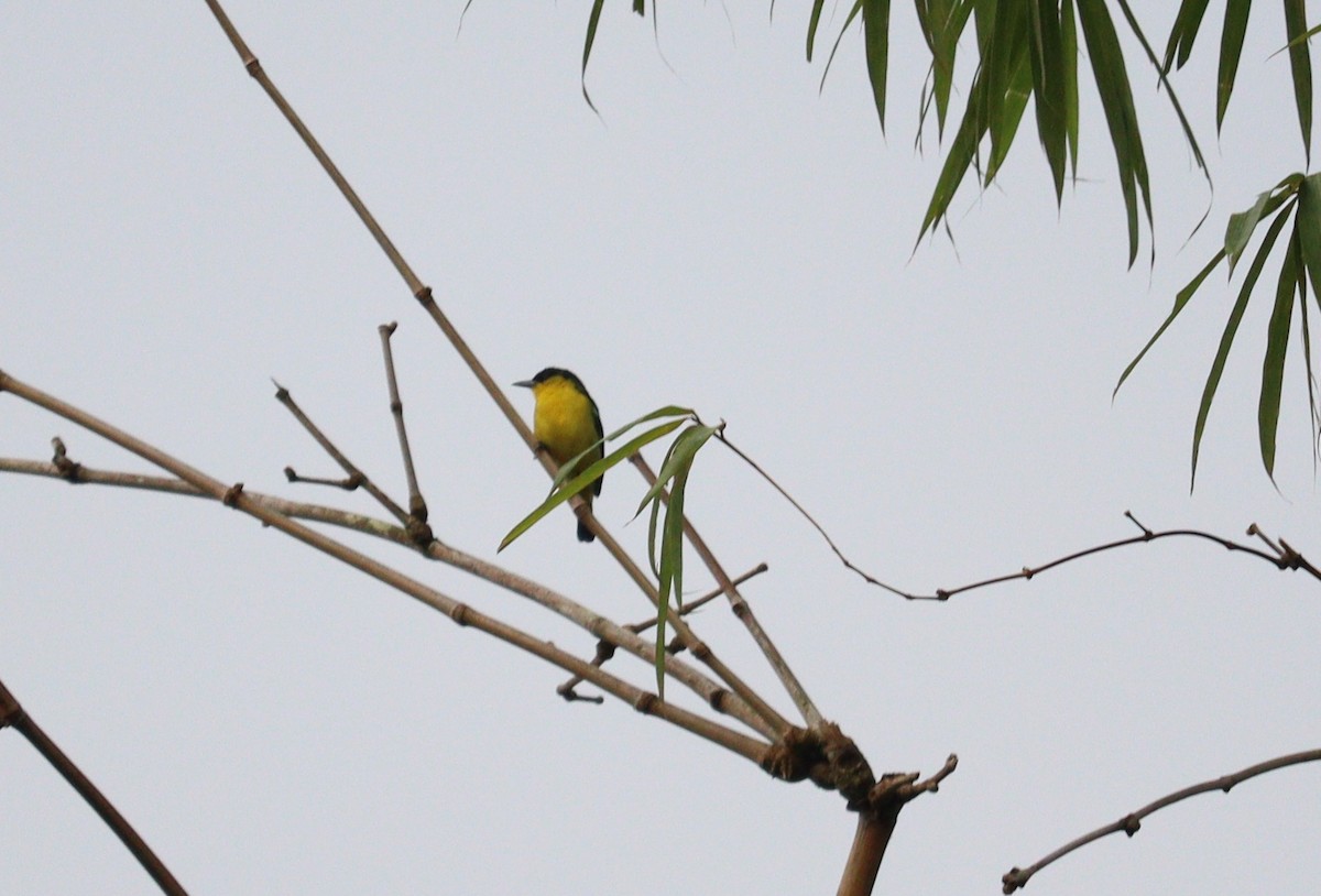 Common Iora - ML366013981