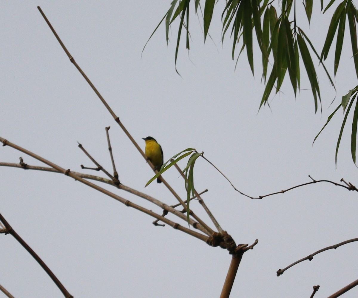 Common Iora - ML366014031
