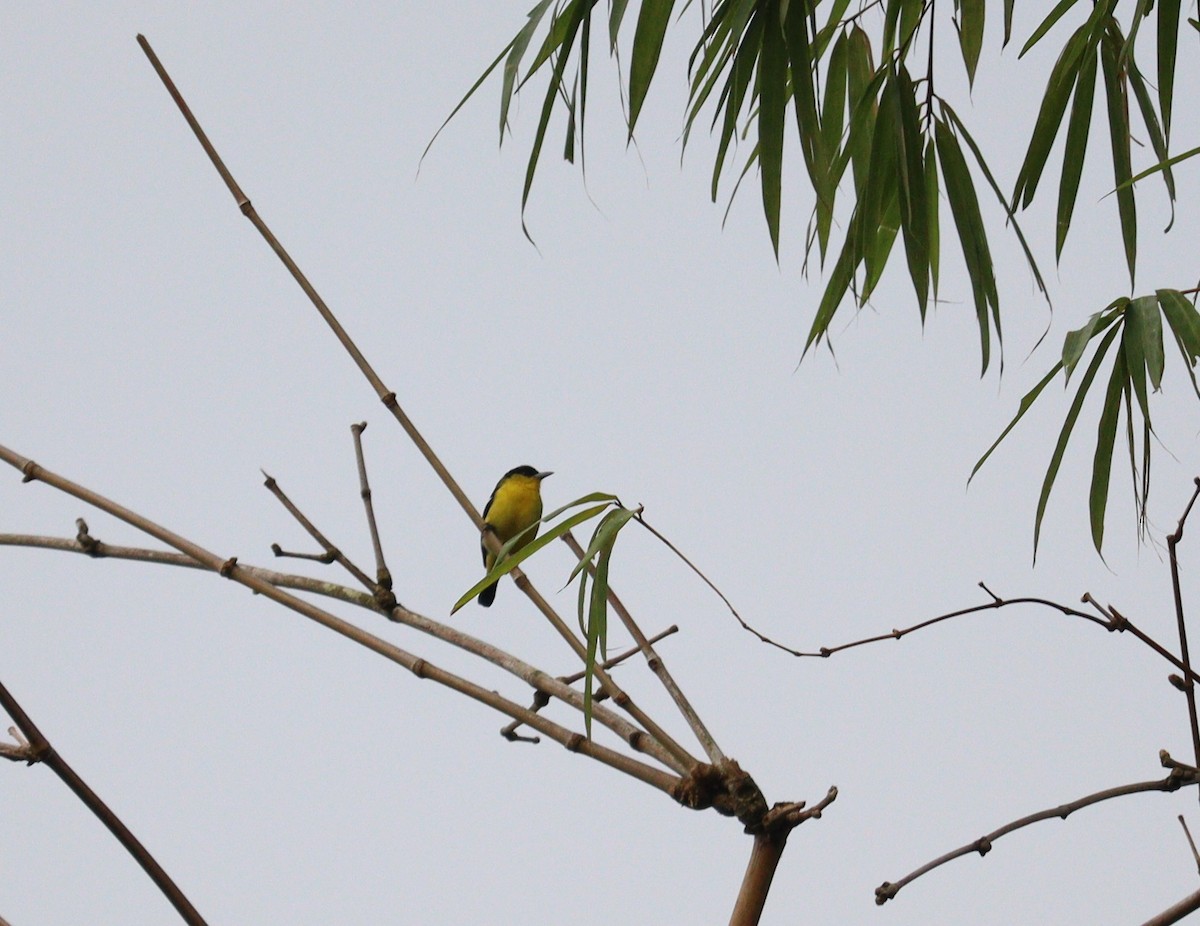 Common Iora - ML366014041