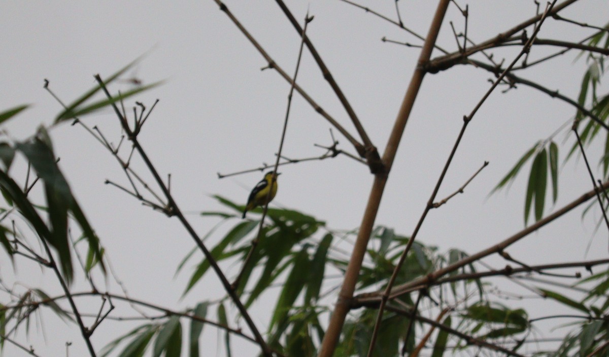 Common Iora - ML366014061