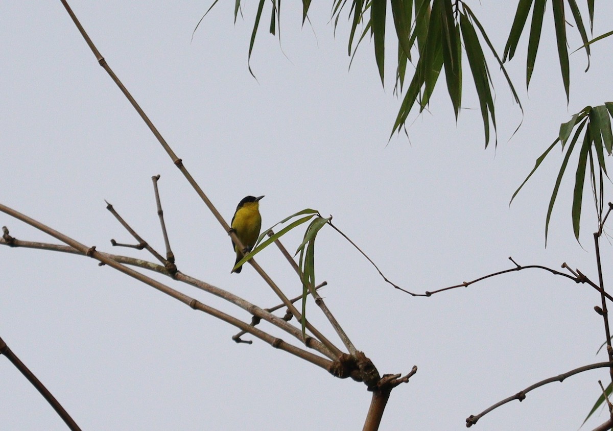 Common Iora - ML366014081