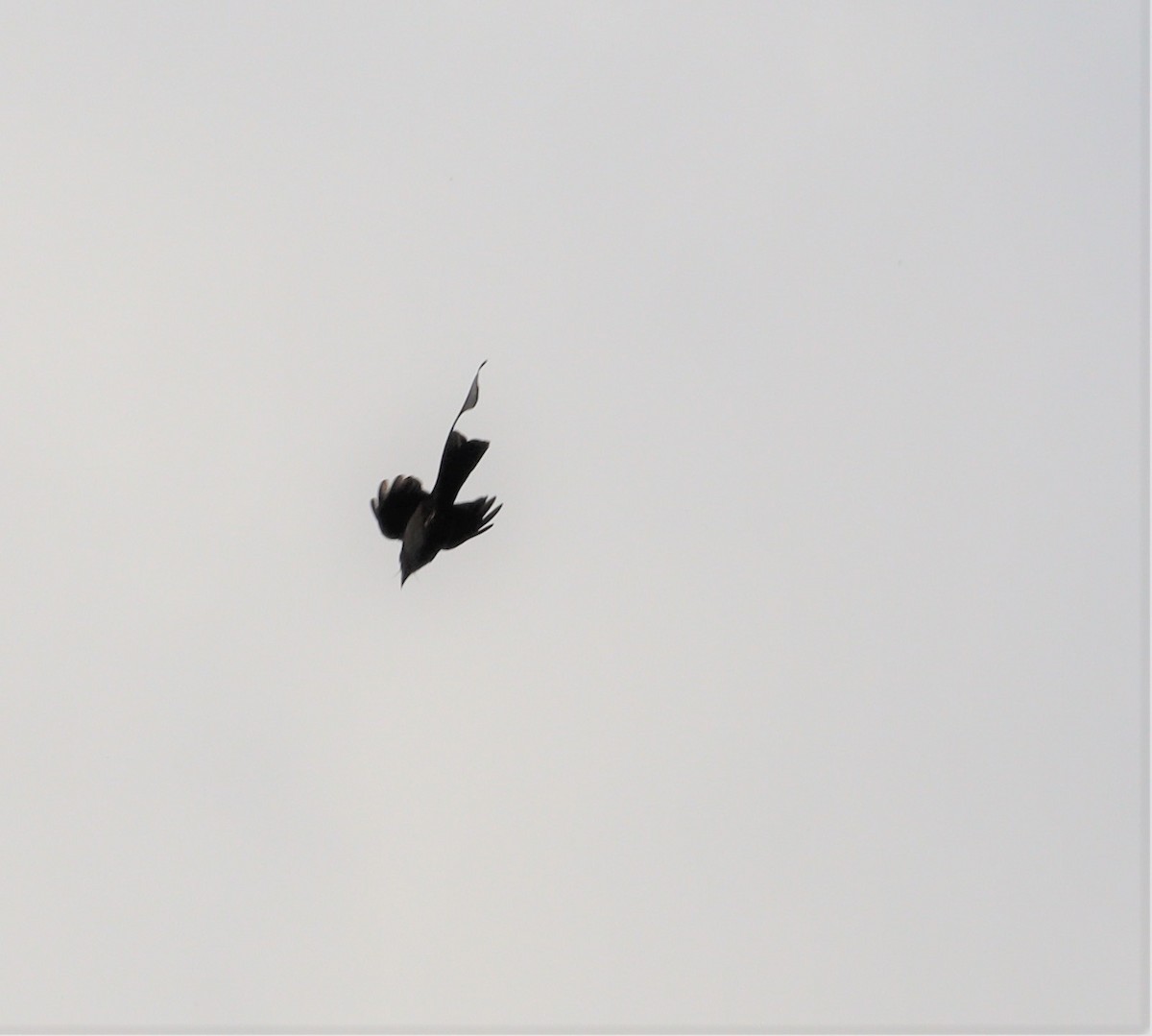 Greater Racket-tailed Drongo - ML366014421