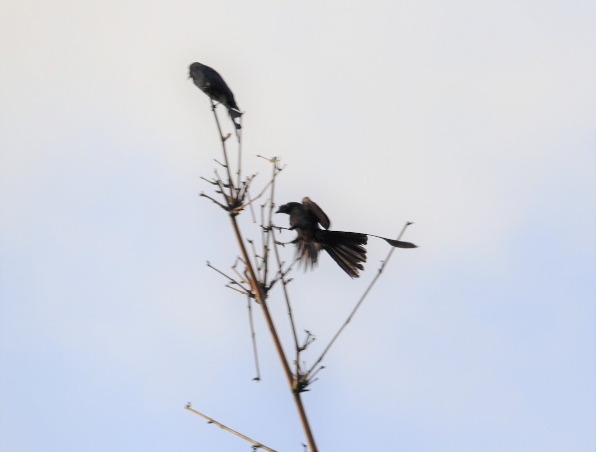 Greater Racket-tailed Drongo - ML366014441