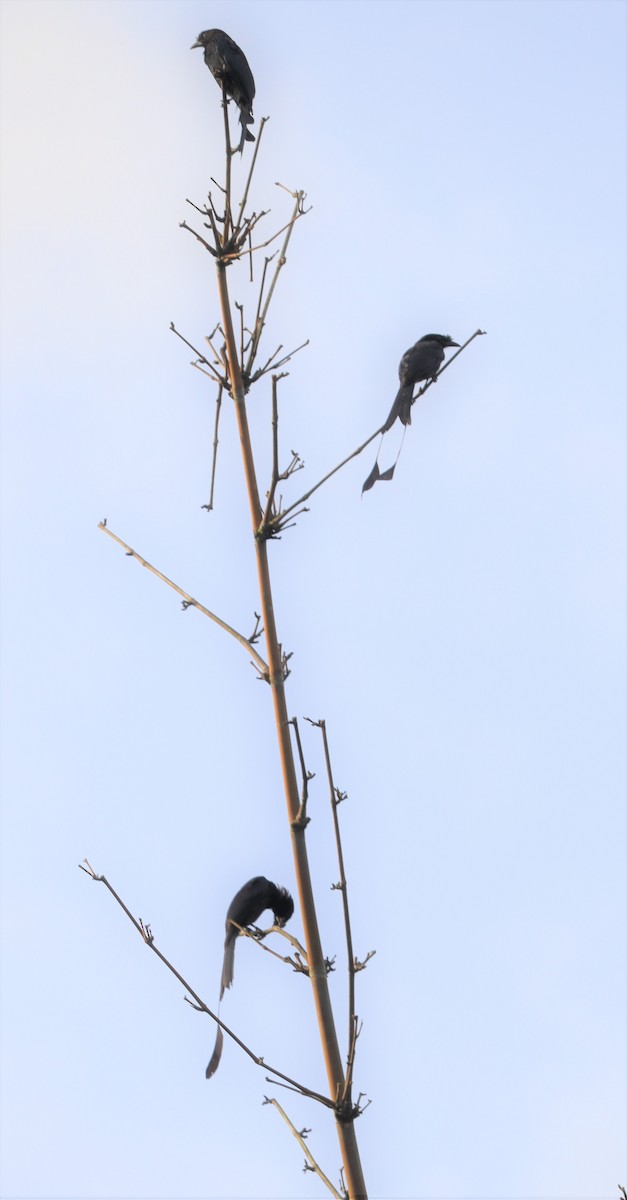 Greater Racket-tailed Drongo - ML366014461