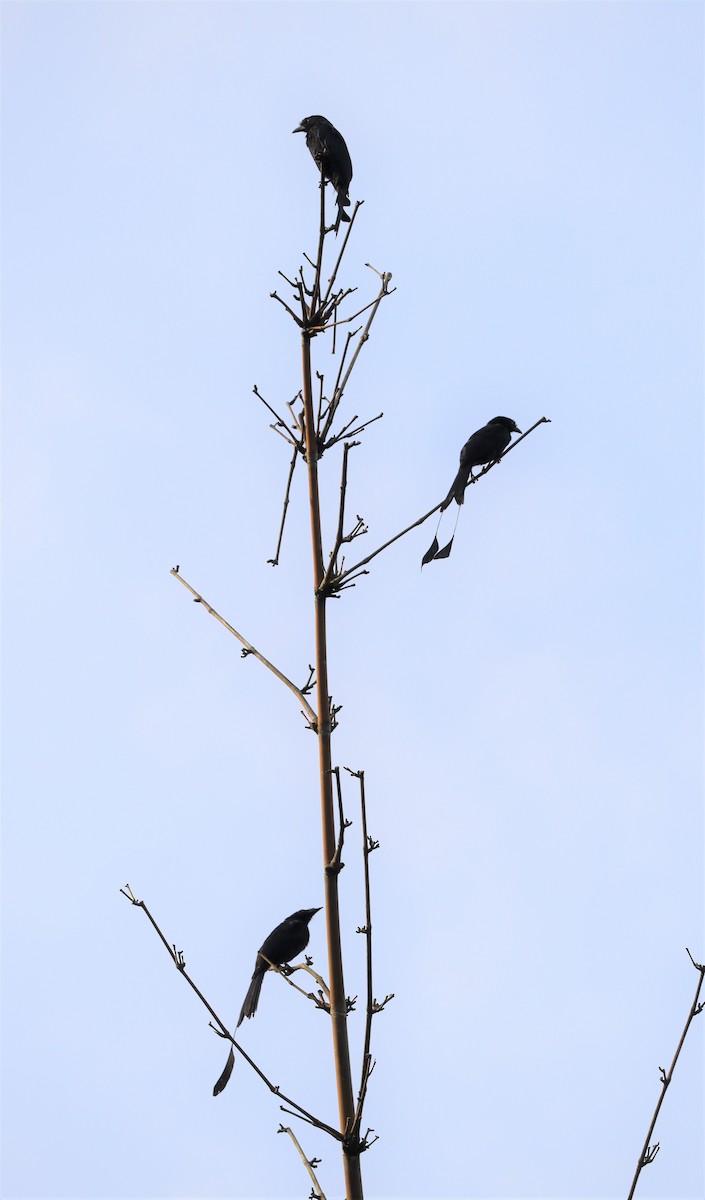 Greater Racket-tailed Drongo - ML366014471