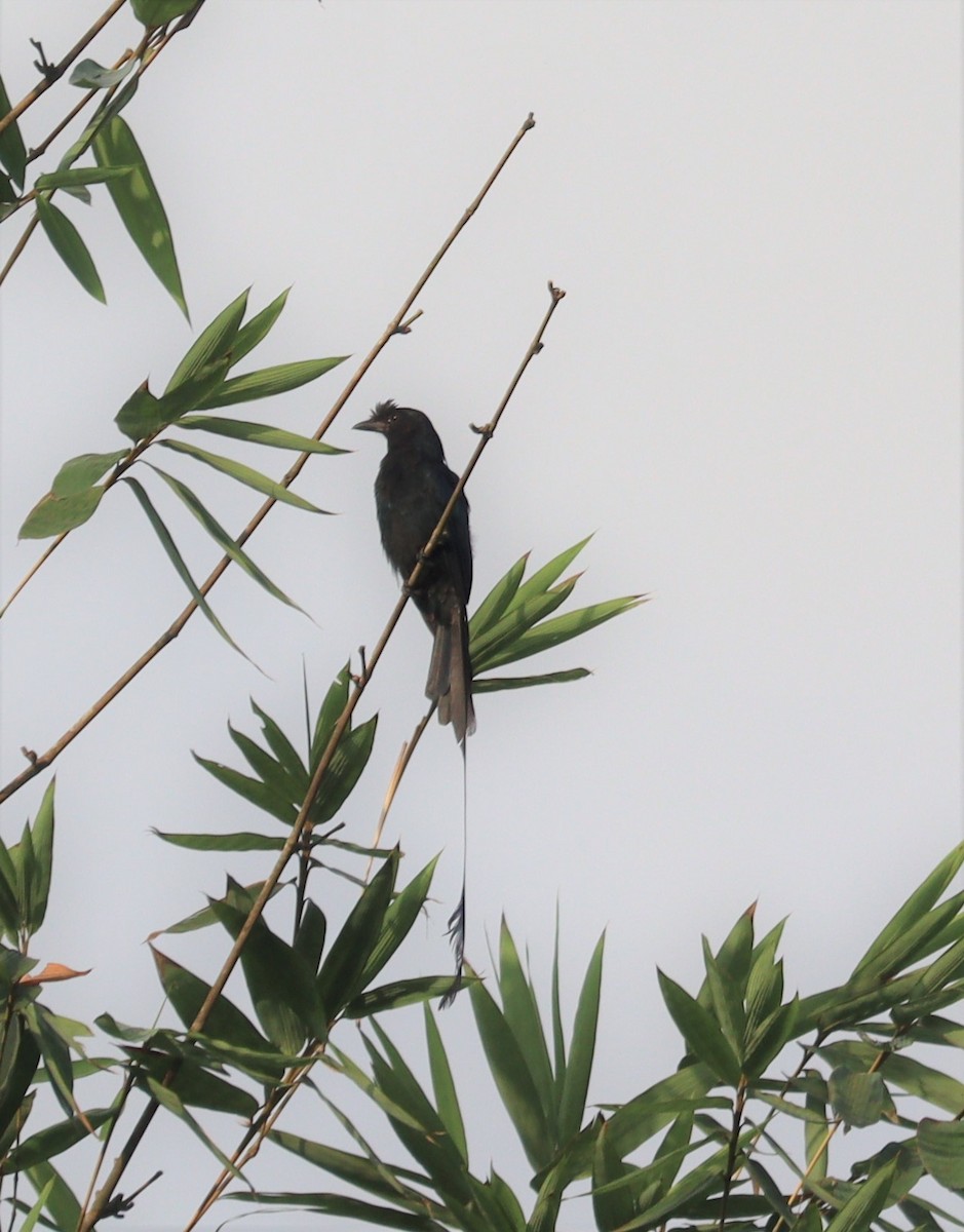 Greater Racket-tailed Drongo - ML366014481