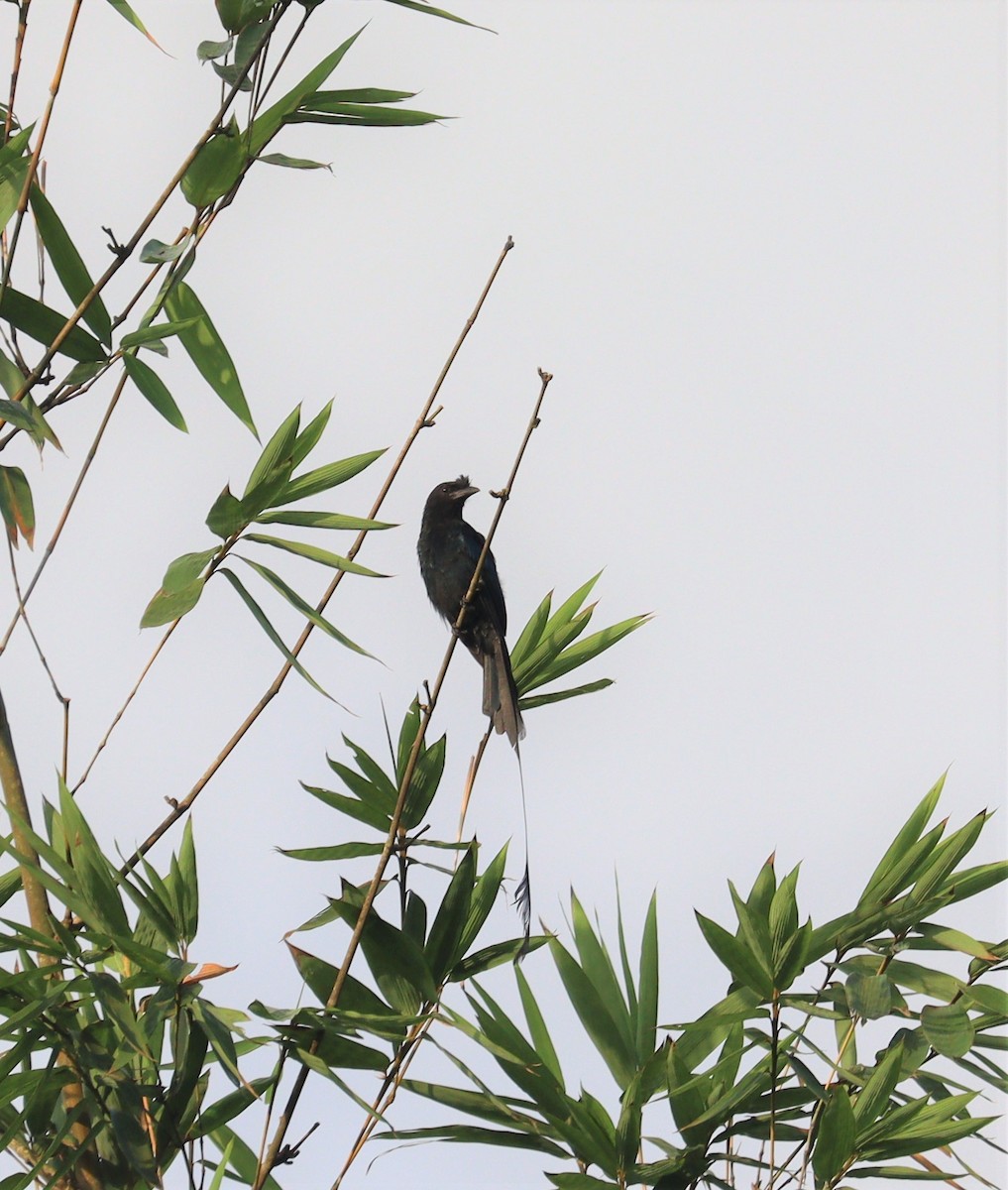 Greater Racket-tailed Drongo - ML366014491