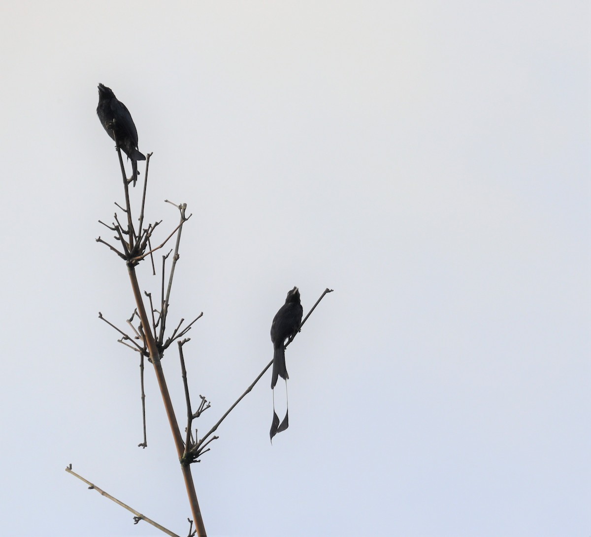 Greater Racket-tailed Drongo - ML366014521