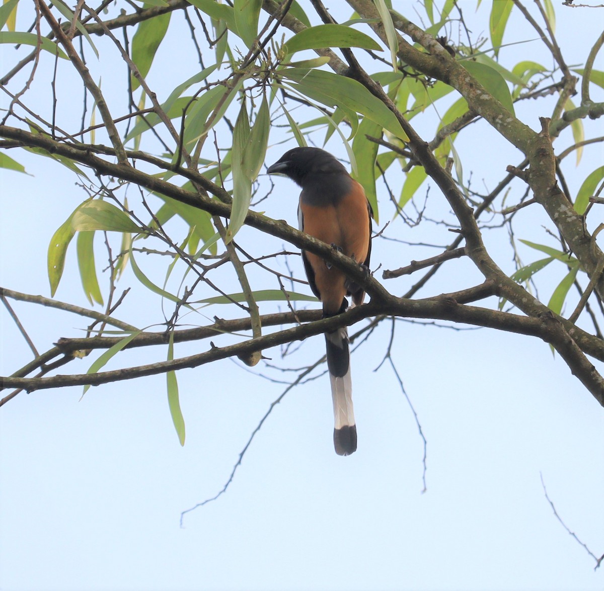 Rufous Treepie - ML366014711