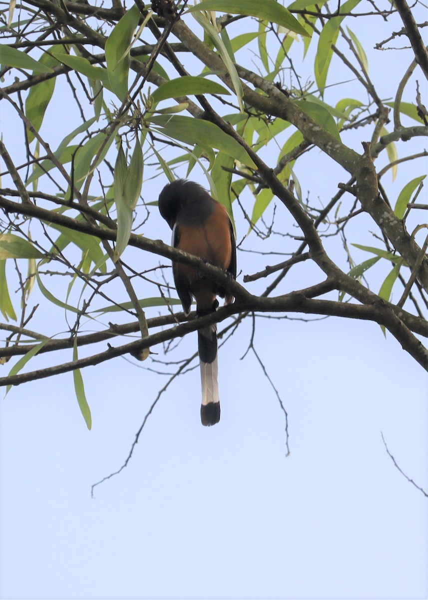 Rufous Treepie - ML366014741