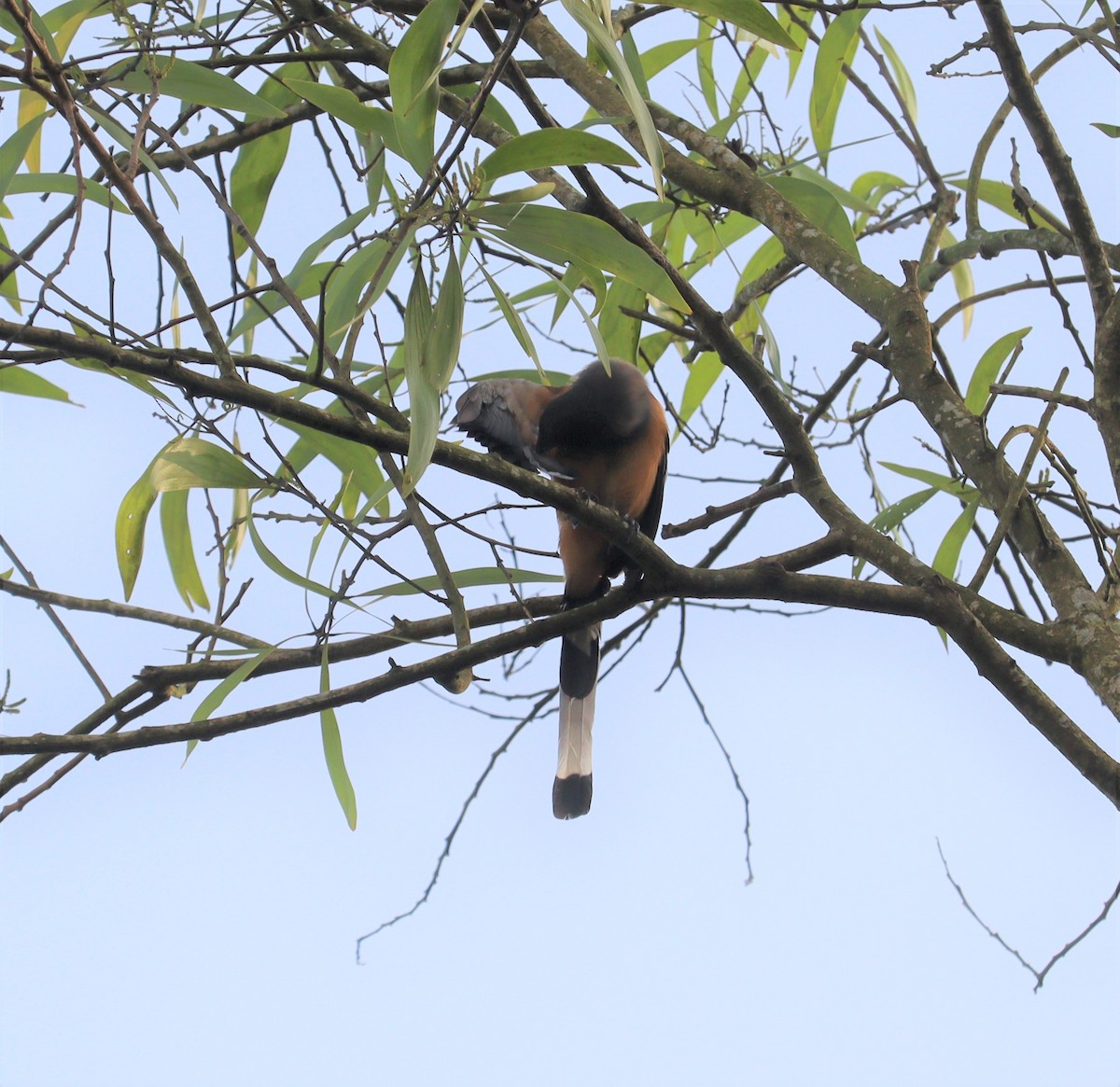 Rufous Treepie - ML366014771