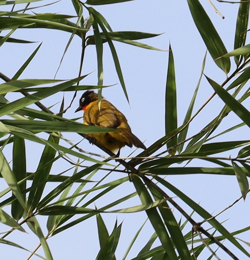 Flame-throated Bulbul - ML366014901