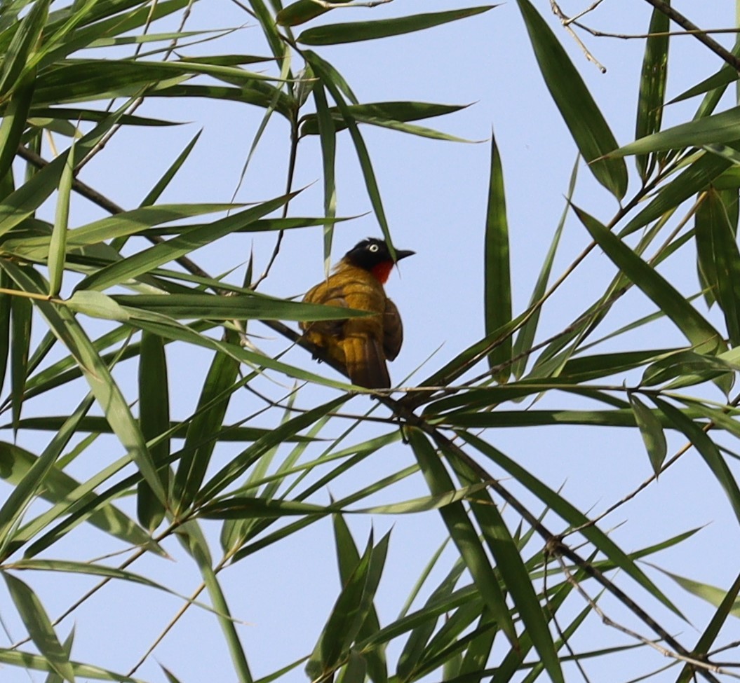 Flame-throated Bulbul - ML366014911