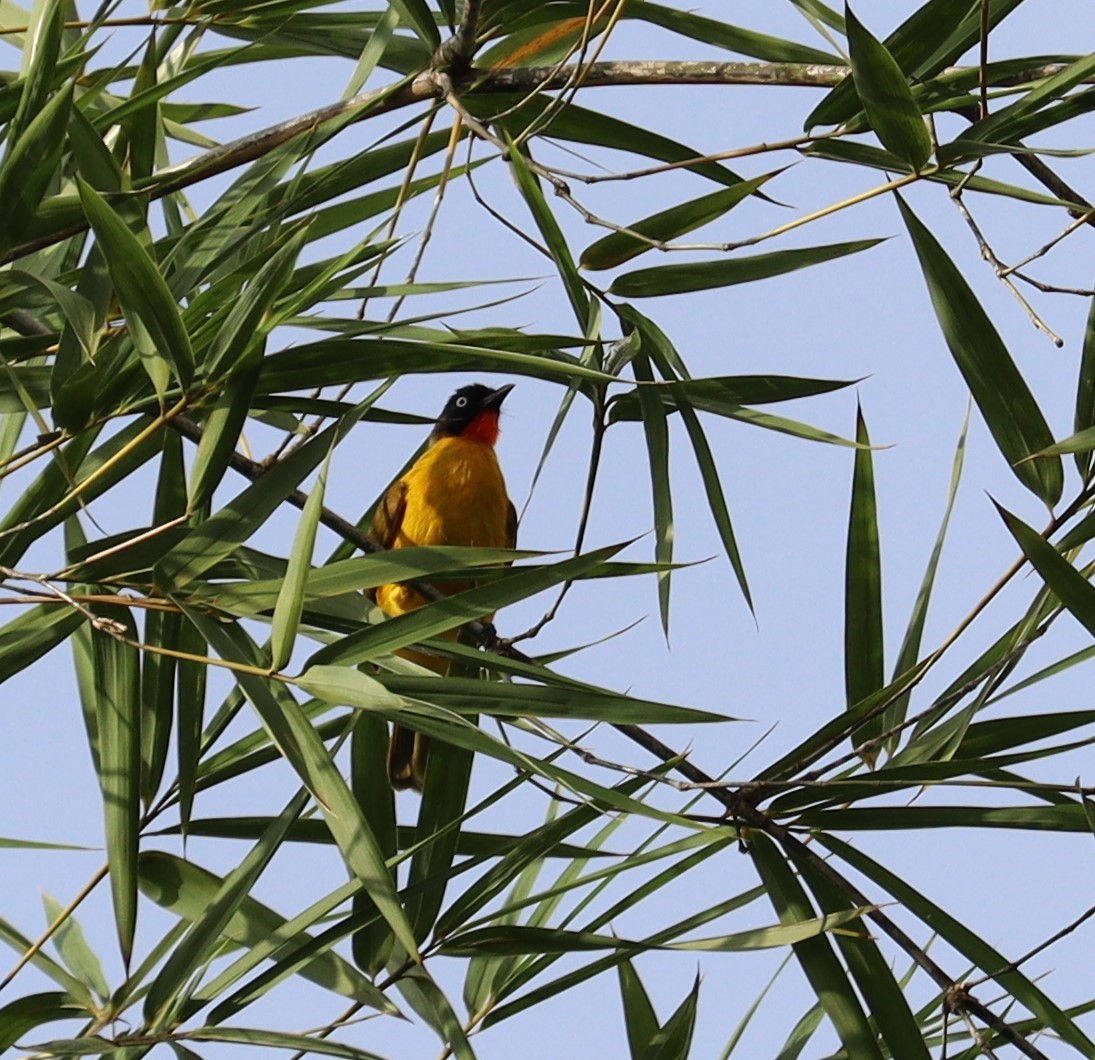 Flame-throated Bulbul - ML366014921