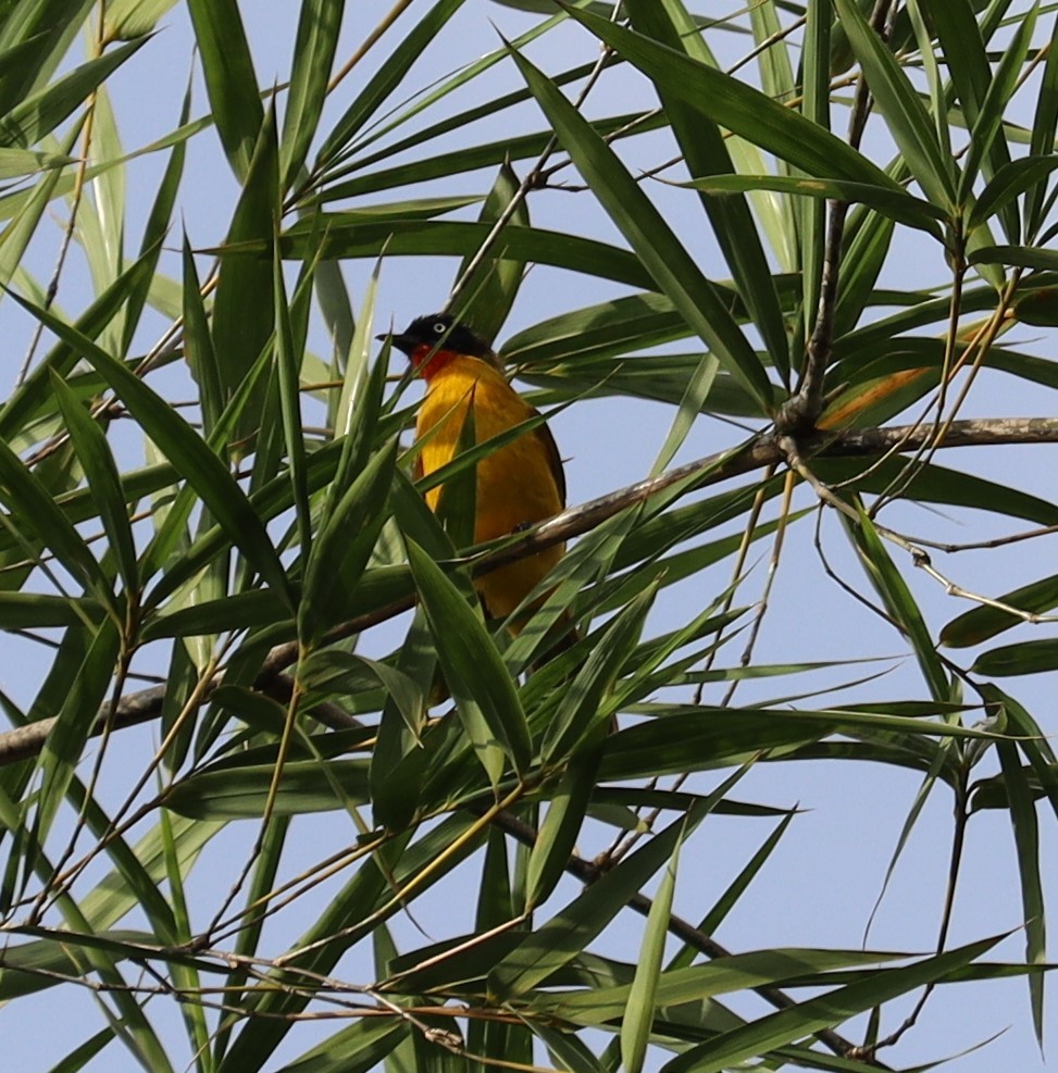 Flame-throated Bulbul - ML366014951