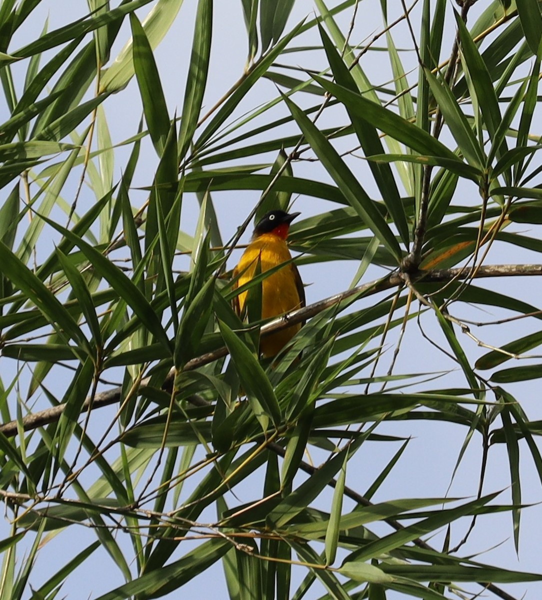 Flame-throated Bulbul - ML366014991