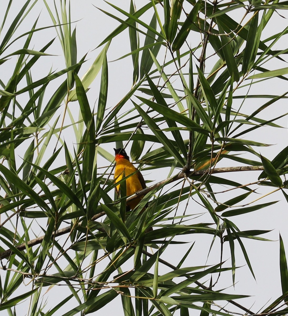 Flame-throated Bulbul - ML366015021