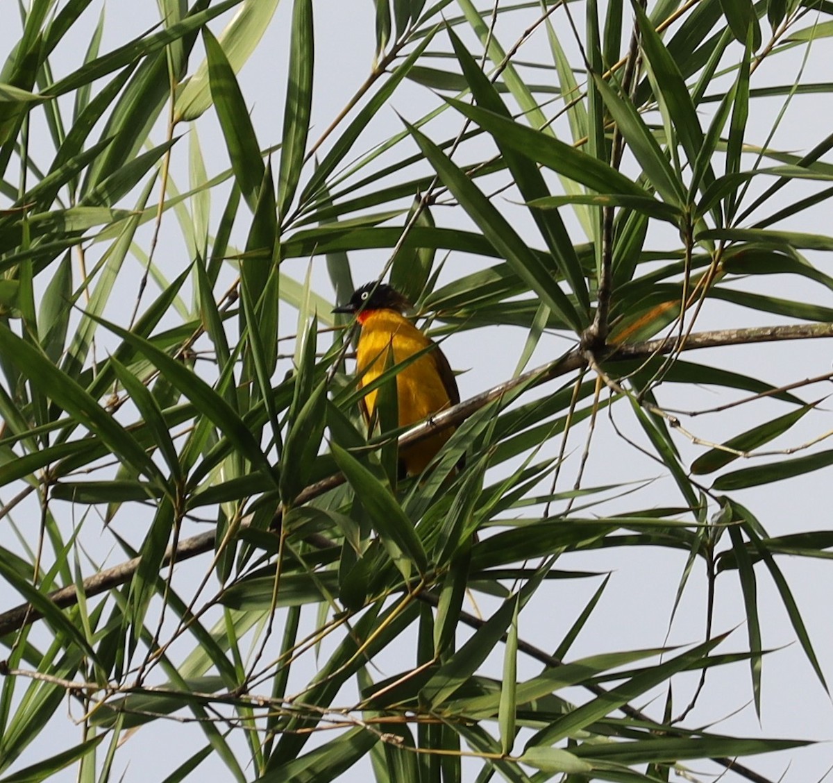 Flame-throated Bulbul - ML366015061