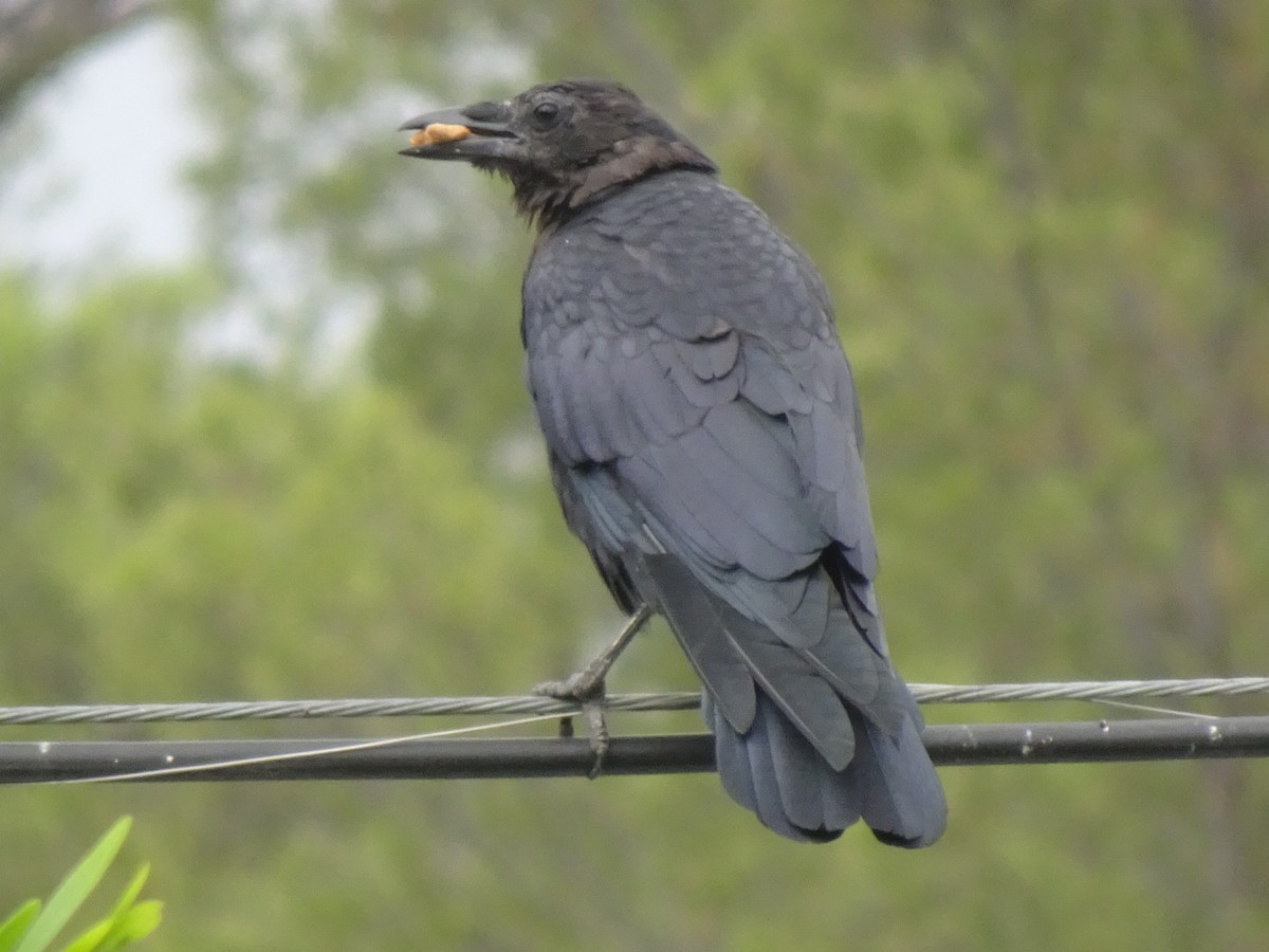 American Crow - ML366015101