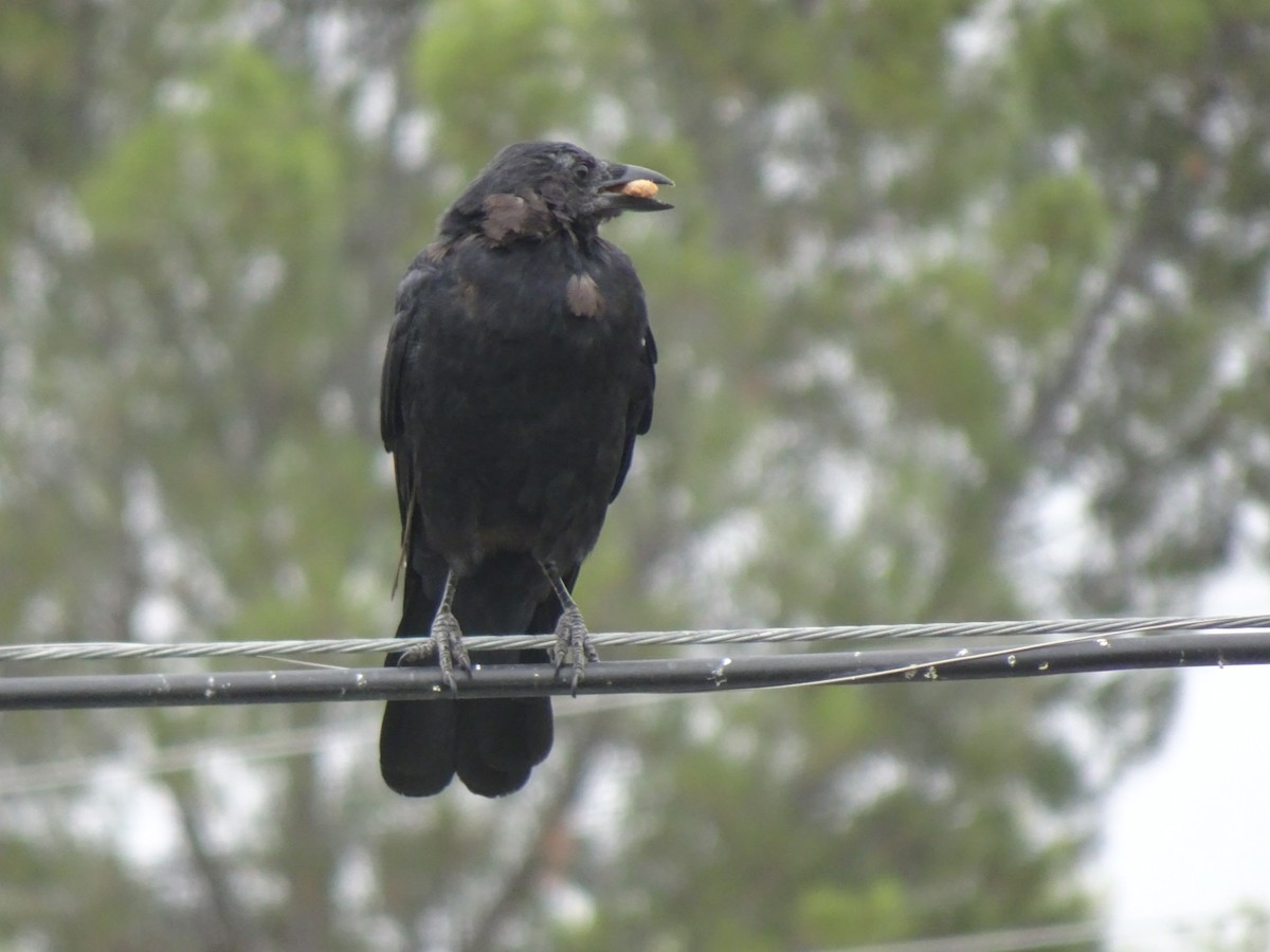 American Crow - Julia Ray